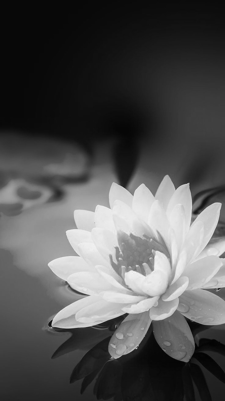 57 Hình ảnh hoa sen trắng làm ảnh đại diện tang lễ ý tưởng  hoa sen hoa  tang lễ