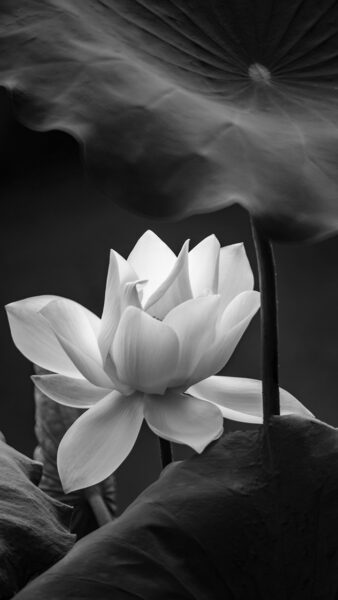 ảnh hoa Sen trắng nền đen dưới chiếc lá