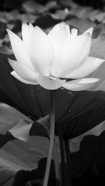 ảnh hoa Sen trắng nền đen mọc vươn thẳng đứng