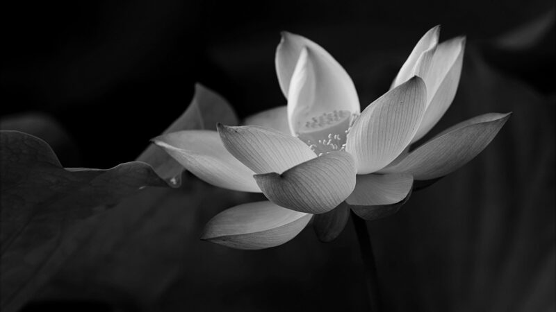 ảnh hoa Sen trắng nền đen nở rộ tuyệt đẹp