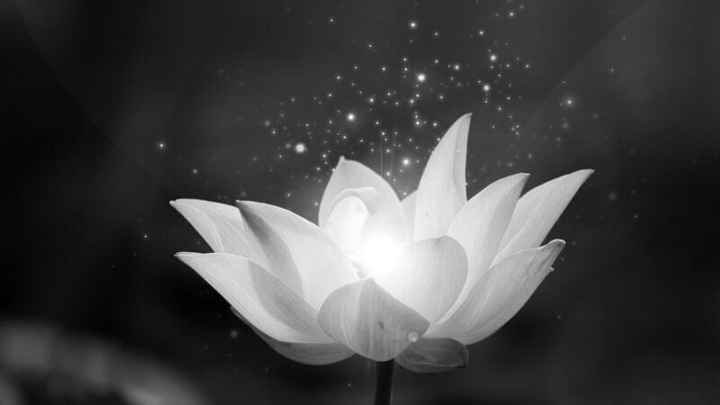 Hình hoa sen trắng nền đen: Làm mới không gian của bạn với những hình ảnh hoa sen trắng trên nền đen đầy tuyệt đẹp và tinh tế. Với những chất liệu và kỹ thuật độc đáo, những hình ảnh này sẽ đem đến cho bạn cảm giác thư giãn và tràn đầy năng lượng tích cực.