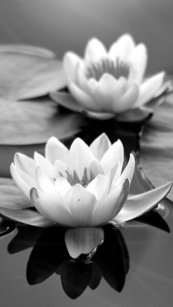 ảnh hoa Sen trắng nền đen trên mặt nước