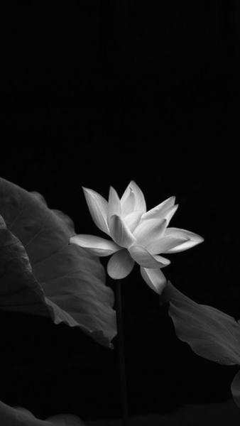 ảnh hoa Sen trắng nền đen trong bóng tối