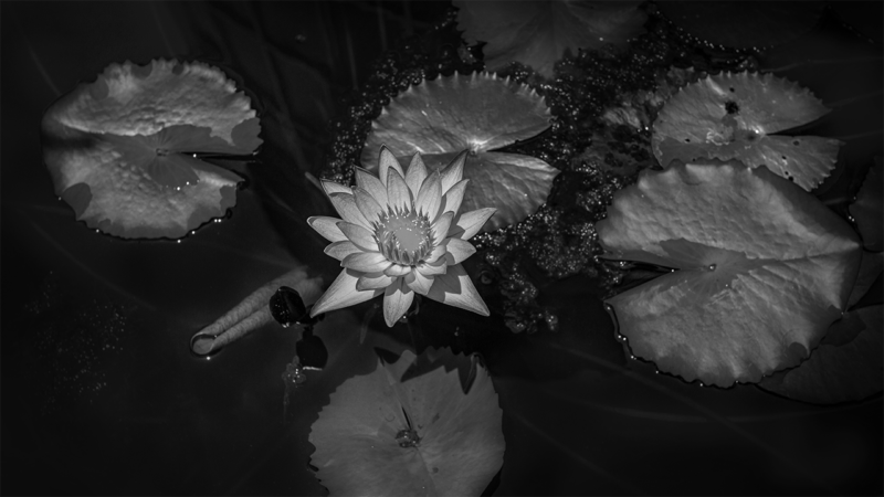 ảnh hoa Sen trắng nền đen trong đầm nước