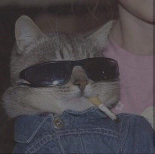 hình ảnh meme mèo đeo kính đen hút thuốc ngầu