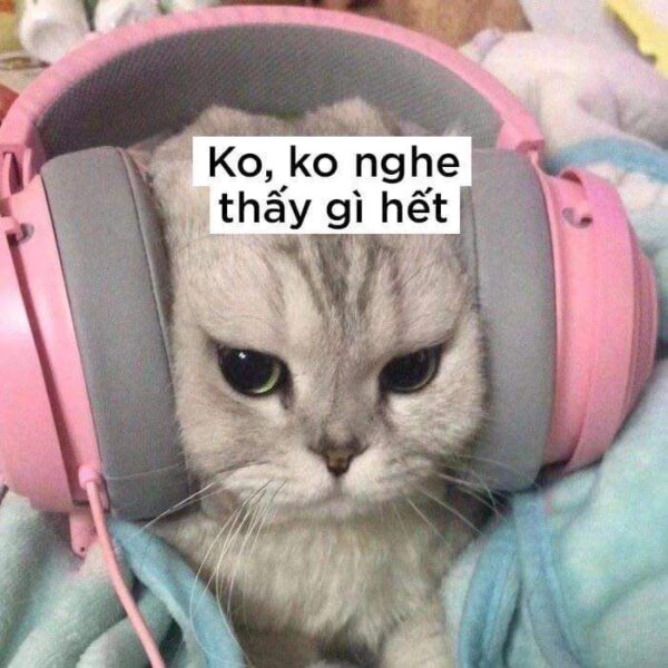 hình ảnh meme mèo đeo tai nghe