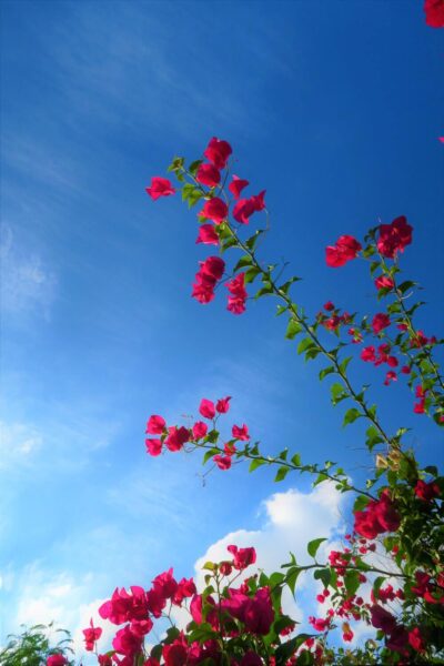 Ảnh bầu trời trong xanh và hoa