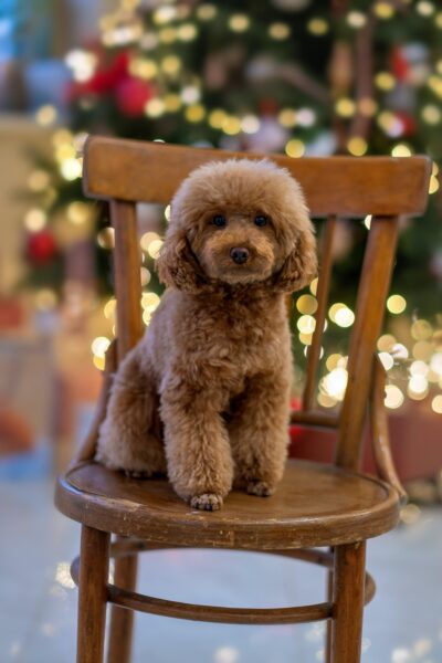 Ảnh chó cute đang ngồi trên ghế đêm giáng sinh