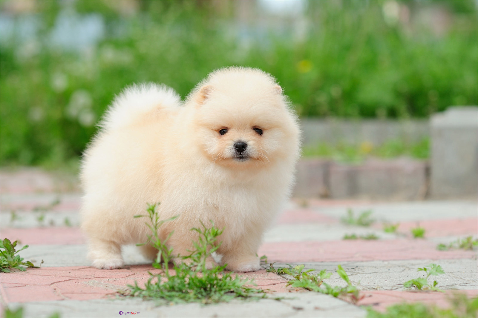 Cập nhật với hơn 108 hình nền cute chó mới nhất  thdonghoadian