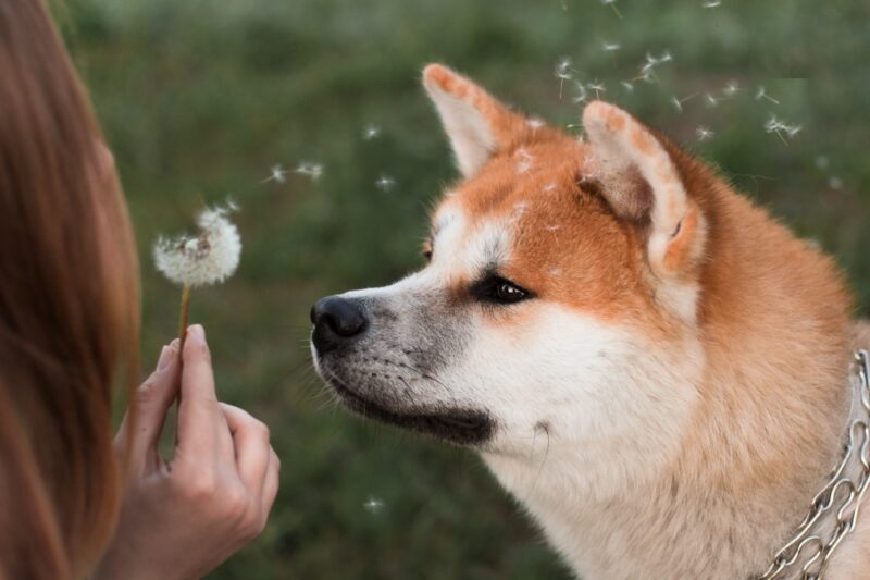 Ảnh chó shiba ngắm nhìn hoa bồ công anh