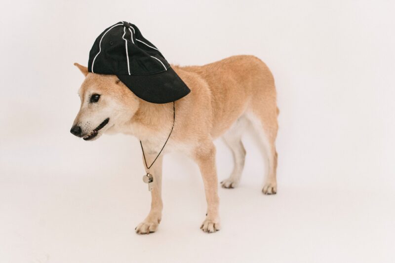 Ảnh chú chó shiba đội mũ đáng yêu