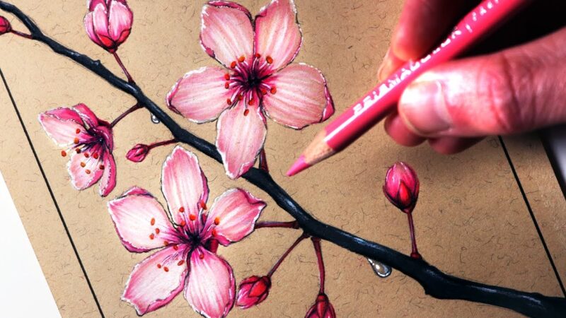 Cách vẽ Hoa Anh Đào bằng bút chì màu