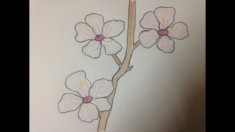Cách vẽ hoa Anh Đào đơn giản