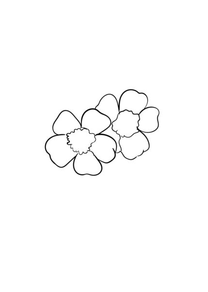 Cách vẽ hoa Anh Đào đơn giản - Bước 3