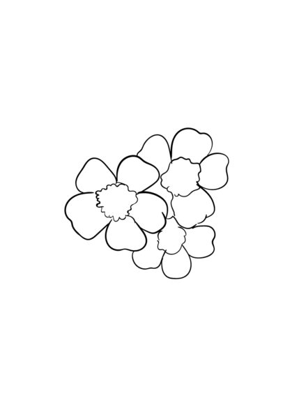 Cách vẽ hoa Anh Đào đơn giản - Bước 4