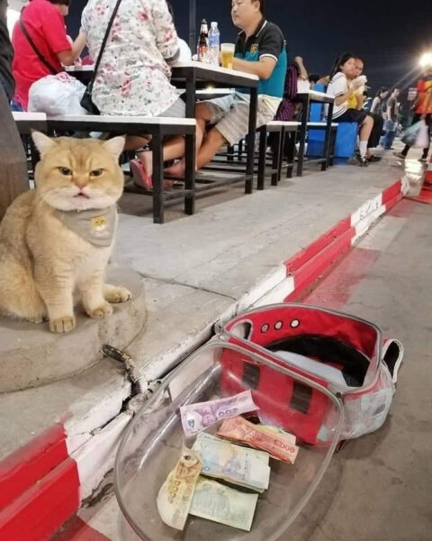 Hình ảnh ăn xin chú mèo được nhiều tiền