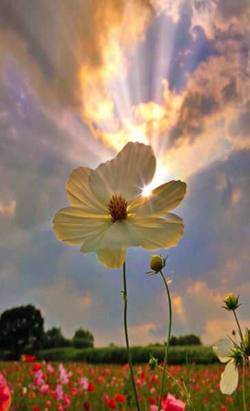 Hình ảnh bầu trời và hoa có cánh hoa lấp ló ánh mặt trời