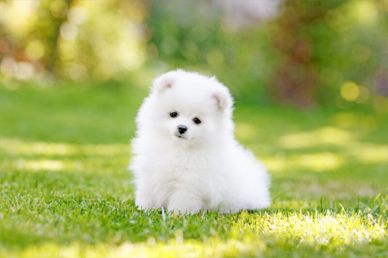 Hình ảnh chó cute màu trắng