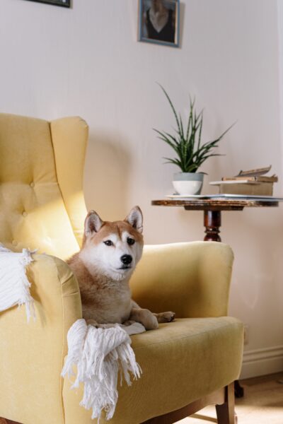 Hình ảnh chó shiba đang ngồi trên ghế