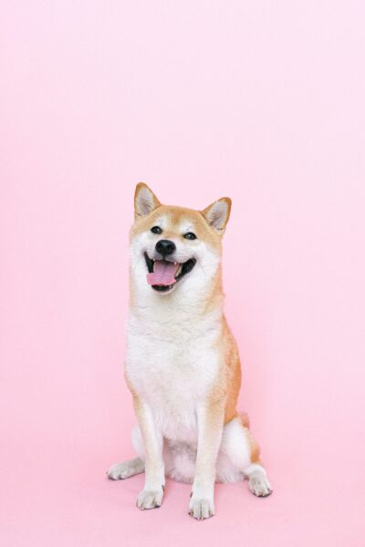 Hình chó shiba trên nền hồng