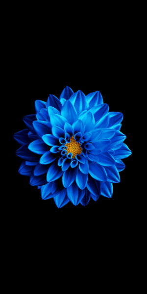 Hình nền 3D hoa màu xanh da trời nền đen