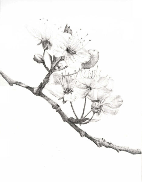 Hình vẽ hoa Anh Đào bằng bút chì