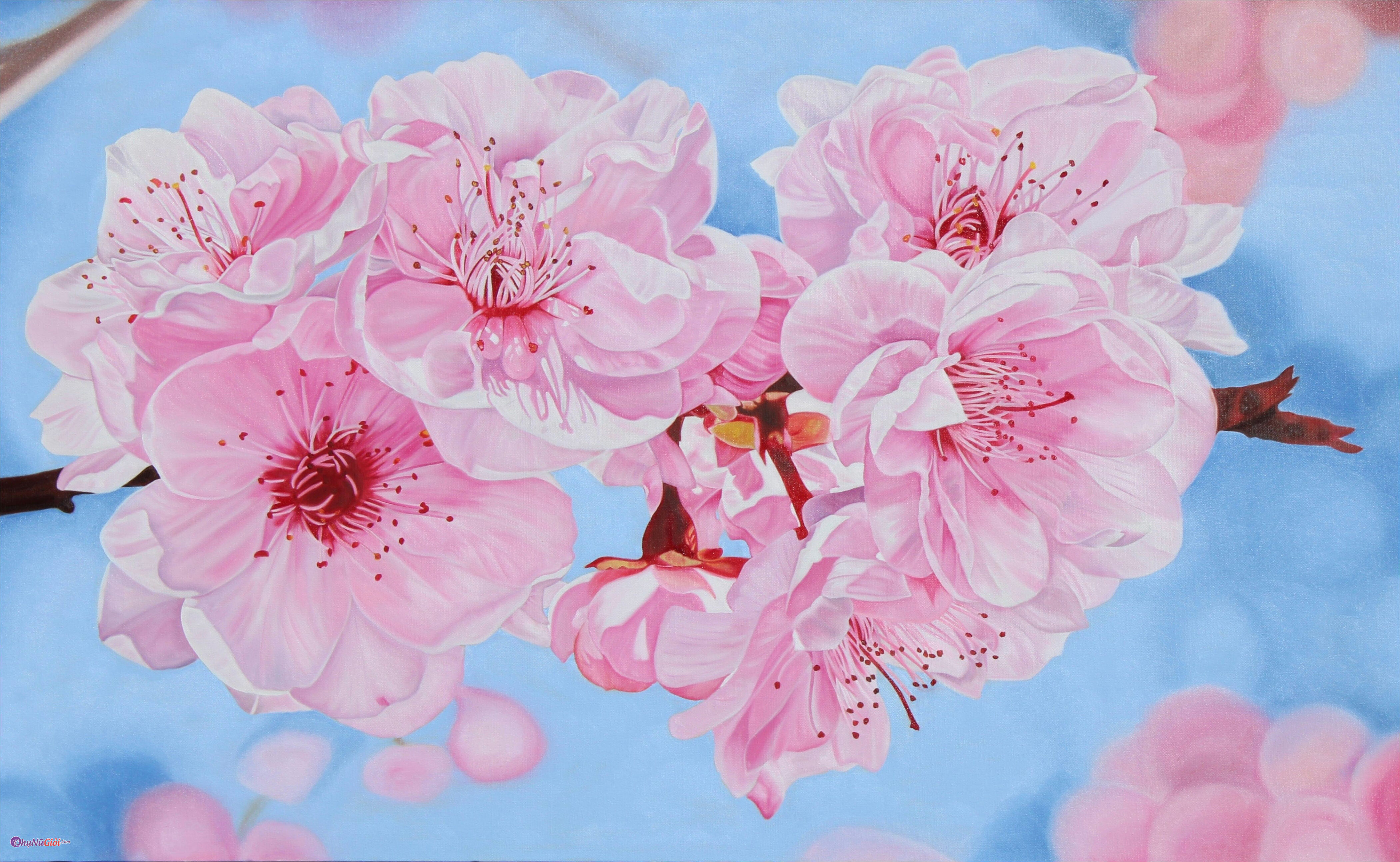 Hoa anh đào - Với sắc hồng nhẹ nhàng và dễ chịu, hoa anh đào thật sự rất đẹp trong mùa xuân. Bức ảnh hoa anh đào được chụp bởi những nhiếp ảnh gia tài ba thường đem lại cảm giác yên bình và thư thái, cho bạn ngắm nhìn hoa đong đầy trên cành.