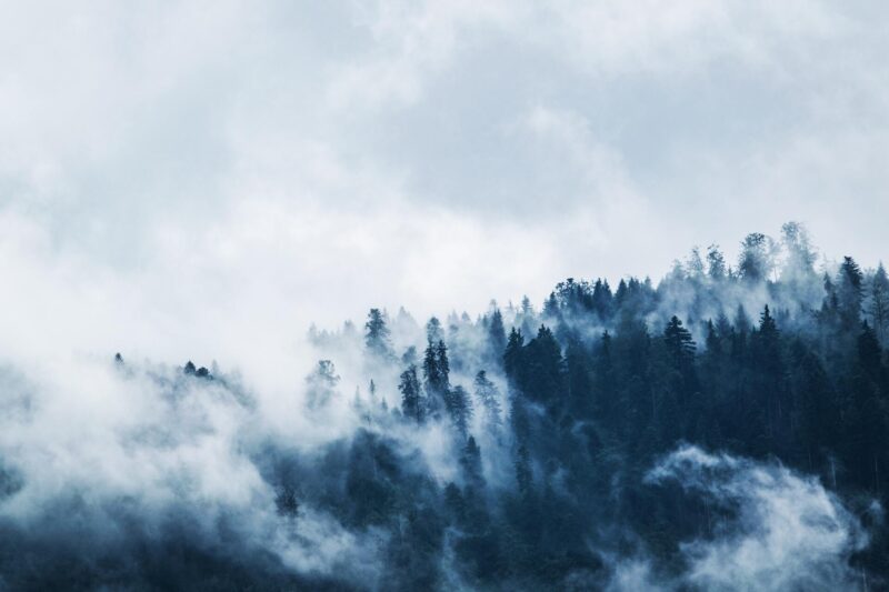 Ảnh nền máy tính thiên nhiên rừng thông trong sương