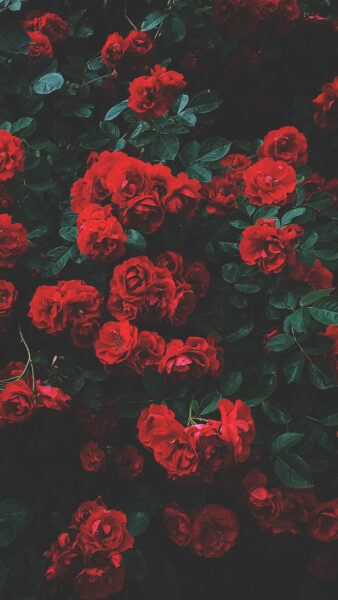 Hình nền đỏ những bông hoa