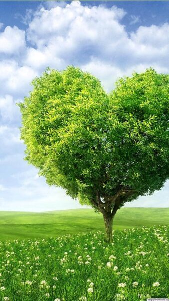 Hình nền lá cây thiên nhiên hình trái tim