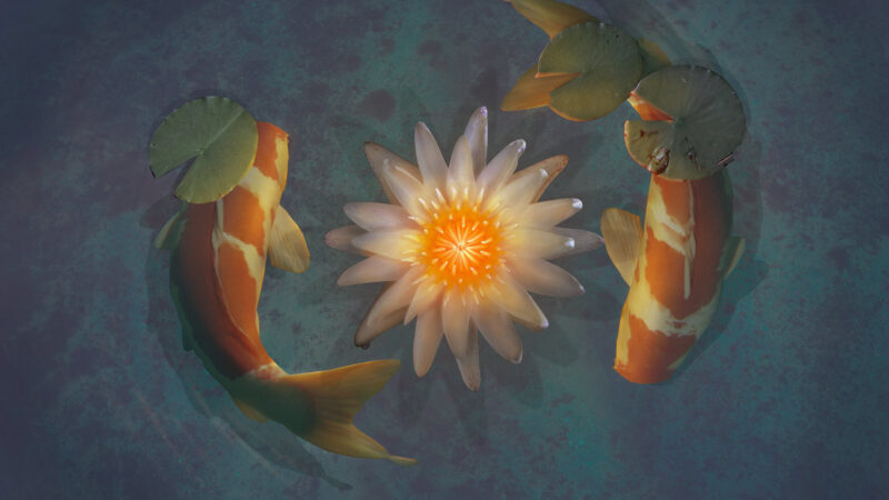 Hình nền may mắn cá koi và hoa