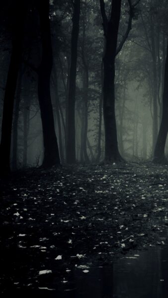 Hình nền tối rừng cây đêm tối