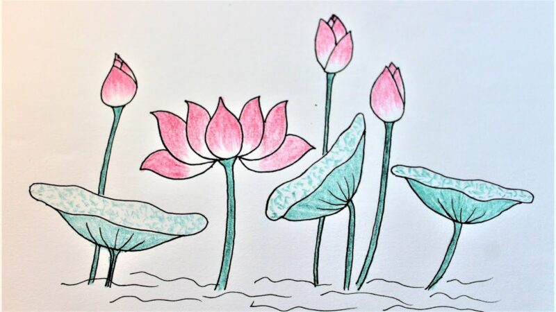 Tranh vẽ hoa đơn giản hoa sen
