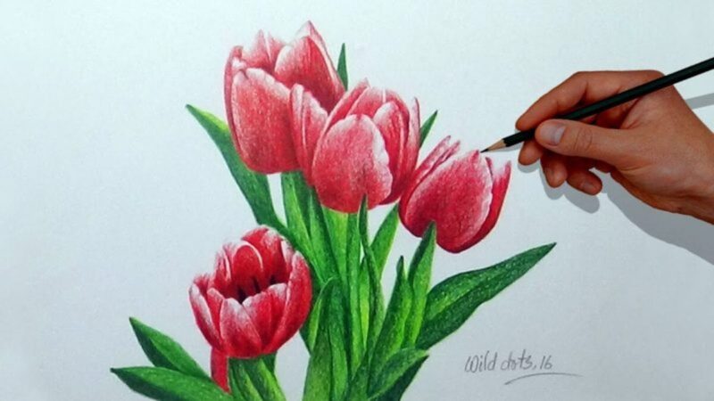 Tranh vẽ hoa đơn giản hoa tulip chi tiết
