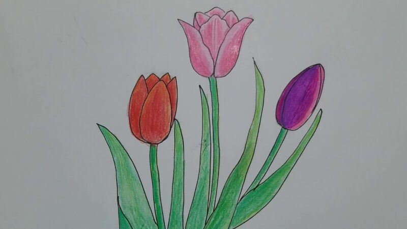 Tranh vẽ hoa đơn giản hoa tulip cho bé