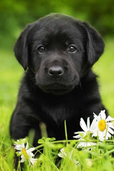 ảnh chó mực chụp cùng hoa đẹp nhất
