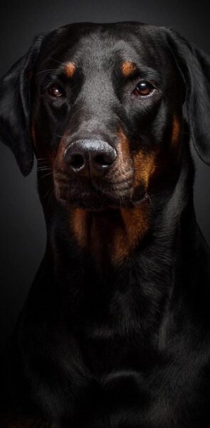 hình ảnh chó mực loog đen bóng