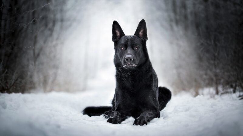 hình ảnh chó mực nằm trên tuyết