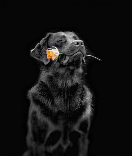 hình ảnh chó mực ngậm bông hoa