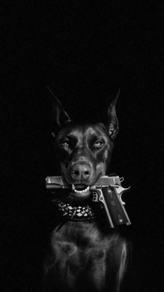 hình ảnh chó mực ngậm súng