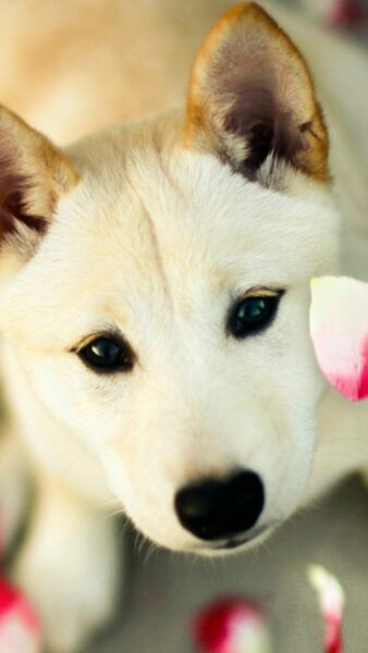 Hình nền iPhone cute chó dễ thương